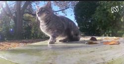 Found/Stray Unknown Cat last seen Africa / Worthington Galena Rd, Africa Rd, OH 43021