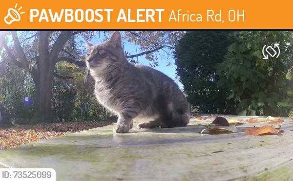 Found/Stray Unknown Cat last seen Africa / Worthington Galena Rd, Africa Rd, OH 43021