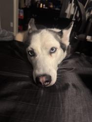 Lost Female Dog last seen Springhill Road, Tallahassee, FL 32305