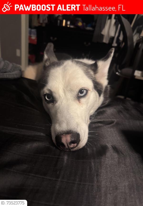 Lost Female Dog last seen Springhill Road, Tallahassee, FL 32305