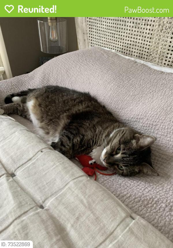 Reunited Female Cat last seen 15th and West, Union City, NJ 07087