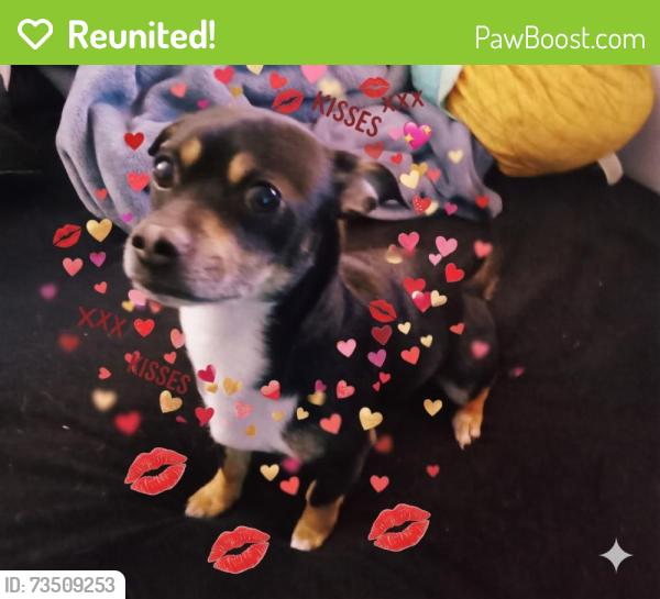 Reunited Male Dog last seen Desert inn rd and Pecos, Las Vegas, NV 89121