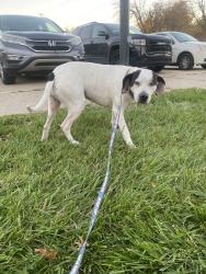 Found/Stray Female Dog last seen Gilbert’s Lodge, St. Clair Shores, MI 48080