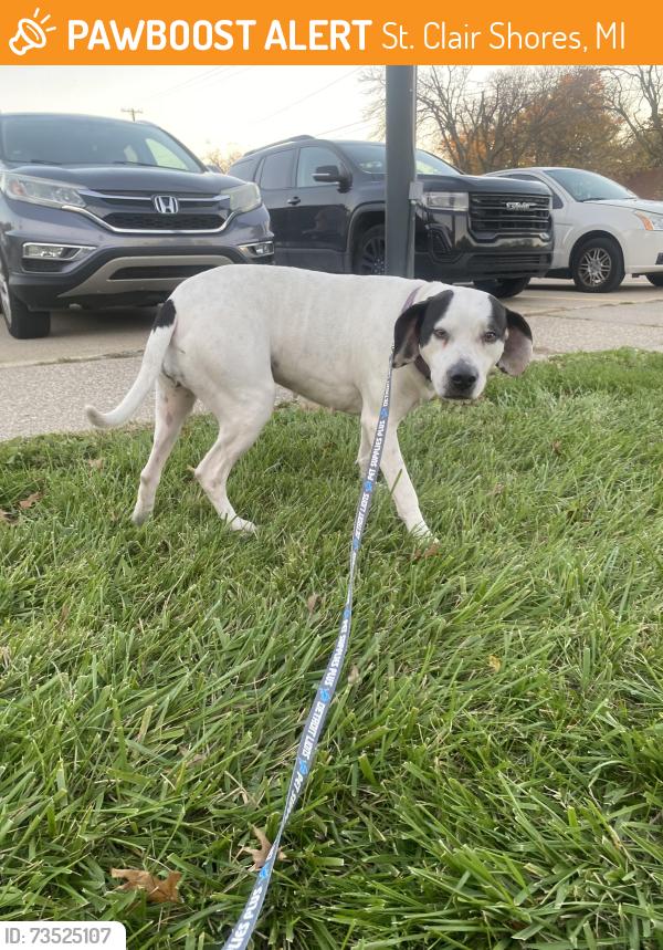 Found/Stray Female Dog last seen Gilbert’s Lodge, St. Clair Shores, MI 48080