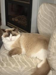 Reunited Female Cat last seen Near broad road Syracuse, Syracuse, NY 13215
