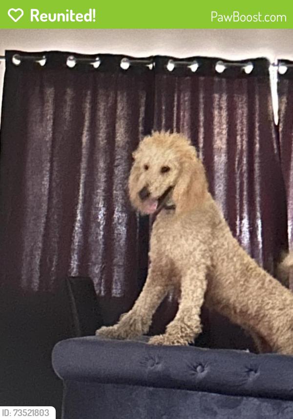 Reunited Female Dog last seen Northeast 2nd ave, Miami, FL 33137