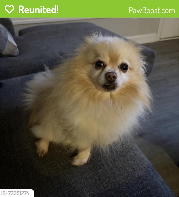 Reunited Male Dog last seen Near 14th st pl nw hickory nc 28601, Hickory, NC 28601