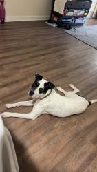 Lost Male Dog last seen Patriot point apmt homes, Cumberland County, NC 28312
