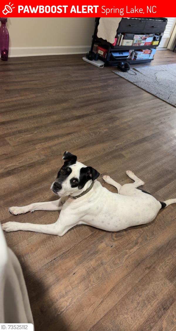 Lost Male Dog last seen Patriot point apmt homes, Cumberland County, NC 28312