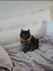 Reunited Male Cat last seen Joyce st carrum, Carrum, VIC 3197