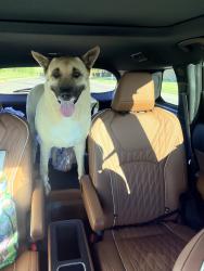Found/Stray Female Dog last seen North of the Fire Department, Logan County, OK 73034