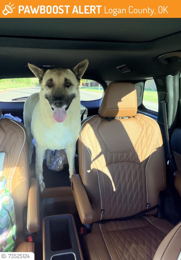 Found/Stray Female Dog last seen North of the Fire Department, Logan County, OK 73034