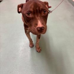 Shelter Stray Female Dog last seen , 2350 Appling City Cove, Memphis, TN 38133, USA