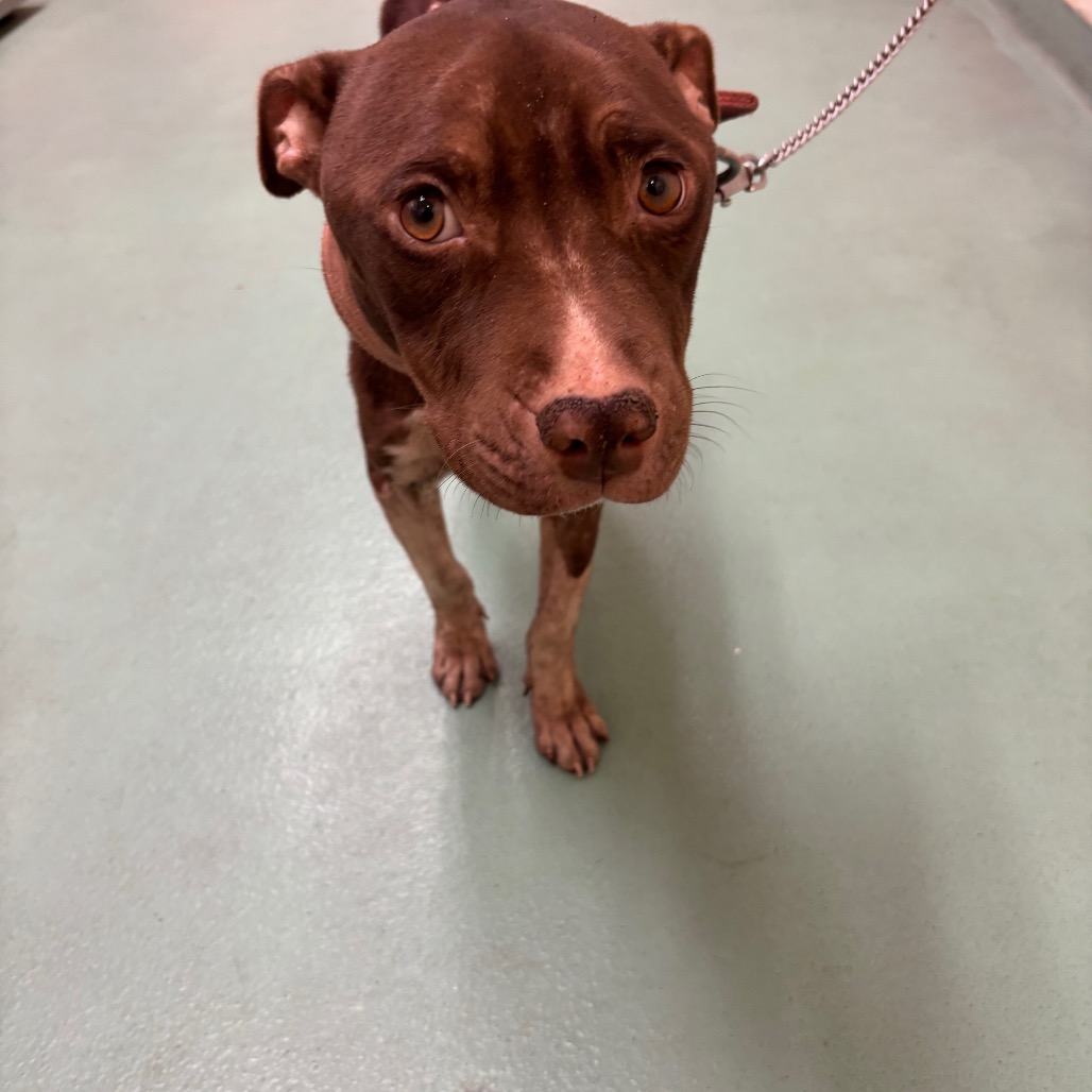 Shelter Stray Female Dog last seen , 2350 Appling City Cove, Memphis, TN 38133, USA