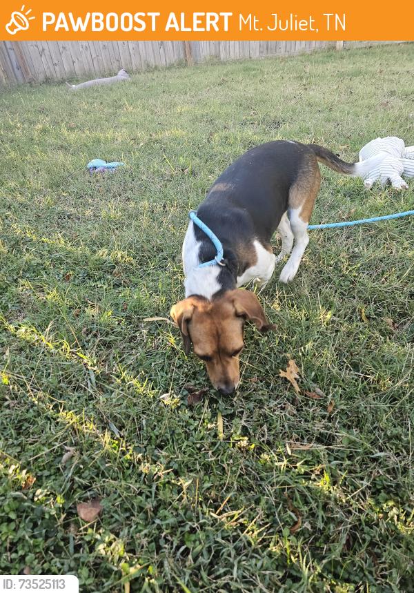 Found/Stray Male Dog last seen Academy sports Mt Juliet, Mt. Juliet, TN 37122