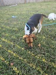 Found/Stray Male Dog last seen Academy sports Mt Juliet, Mt. Juliet, TN 37122