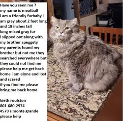 Lost Male Cat last seen Near s 7 w, South Salt Lake, UT 84119