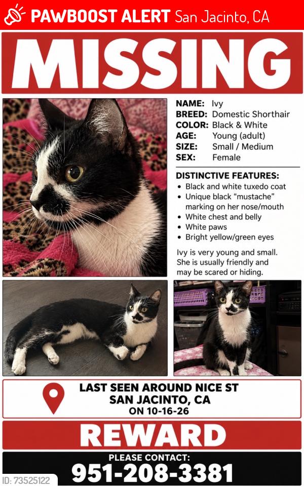 Lost Female Cat last seen nice ct and serena dr, San Jacinto, CA 92583