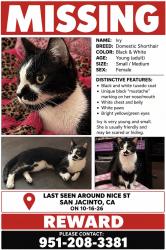 Lost Female Cat last seen nice ct and serena dr, San Jacinto, CA 92583