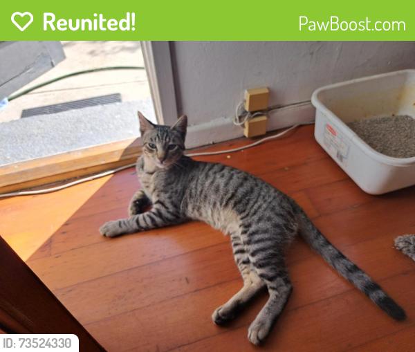 Reunited Male Cat last seen Near Stonewood Ct. (The Gardens), Los Angeles, CA 90732