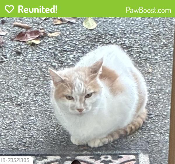Reunited Male Cat last seen Glen Acres neighborhood, Penn Lane and Sylvan, West Chester, PA 19382