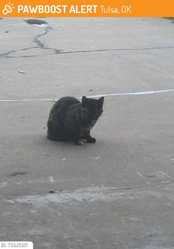 Found/Stray Unknown Cat last seen 76th E Place 22nd st, Tulsa, OK 74129