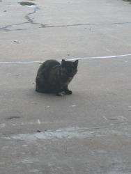 Found/Stray Unknown Cat last seen 76th E Place 22nd st, Tulsa, OK 74129