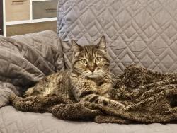 Reunited Female Cat last seen South Riding Blvd and Tall Cedars, Chantilly, VA 20152