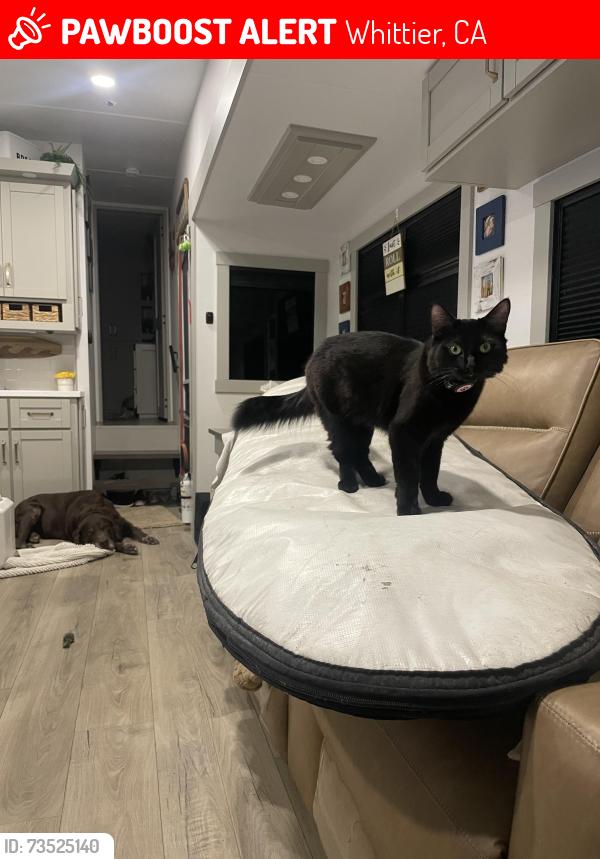Lost Female Cat last seen Barton and oak street, Whittier, CA 90605