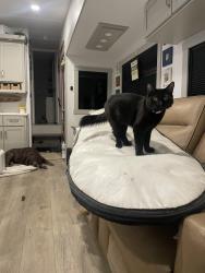 Lost Female Cat last seen Barton and oak street, Whittier, CA 90605