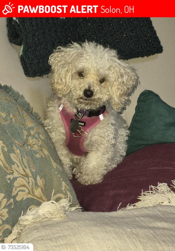 Lost Female Dog last seen Through backyard of Timberlane going toward Pepperwood, Solon, OH 44139