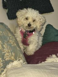 Lost Female Dog last seen Through backyard of Timberlane going toward Pepperwood, Solon, OH 44139