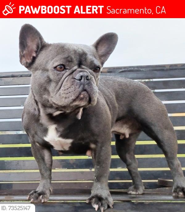Lost Female Dog last seen Temple Ave Park, Sacramento, CA 95820