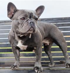 Lost Female Dog last seen Temple Ave Park, Sacramento, CA 95820