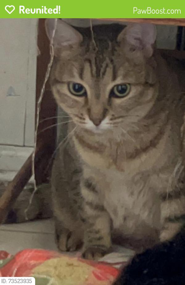 Reunited Female Cat last seen Near Mountainview Rd. Ewing NJ 08560, Ewing Township, NJ 08560