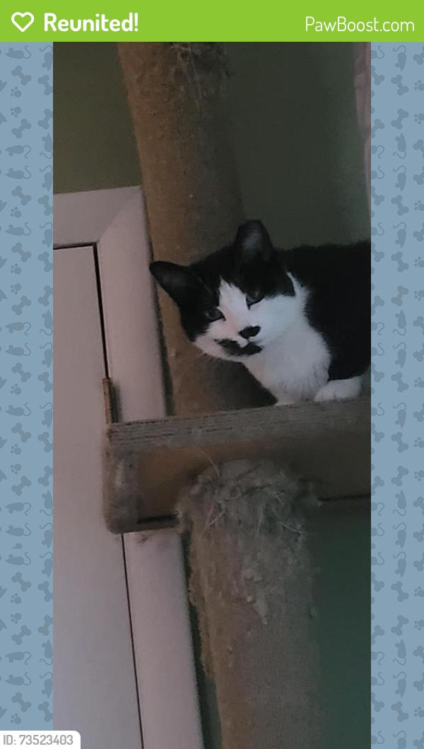 Reunited Female Cat last seen Main Riviera beach md, Riviera Beach, MD 21122