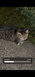 Found/Stray Unknown Cat last seen Orange and Willow, New Haven, CT 06511