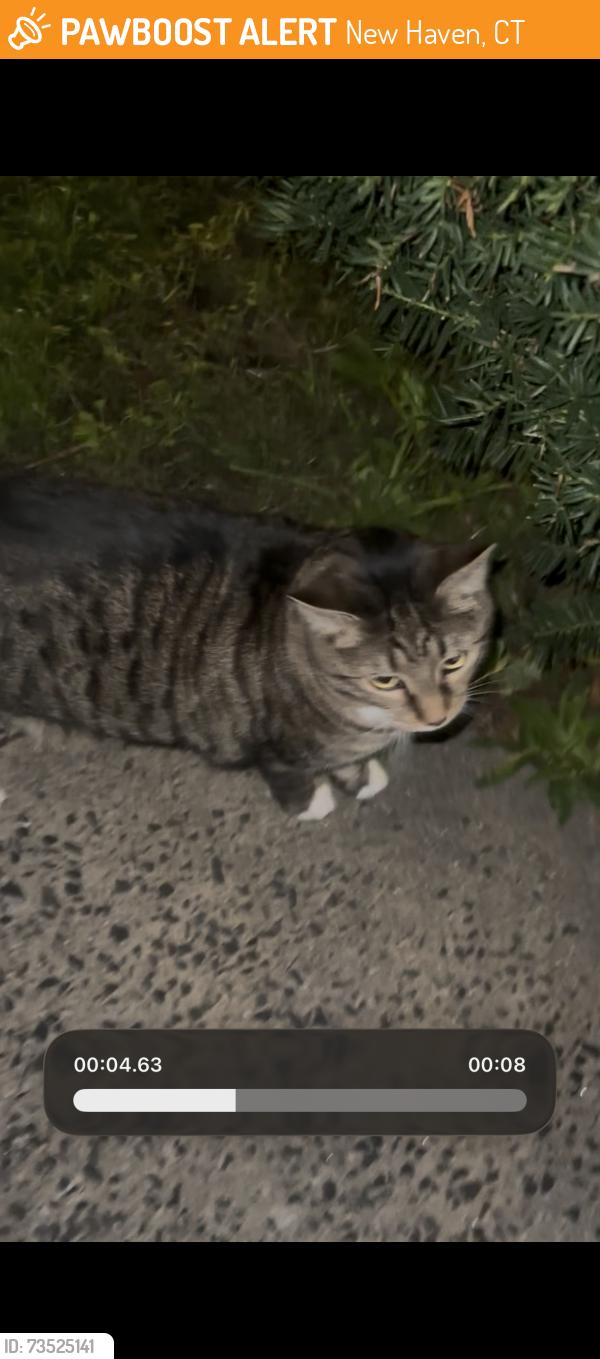 Found/Stray Unknown Cat last seen Orange and Willow, New Haven, CT 06511
