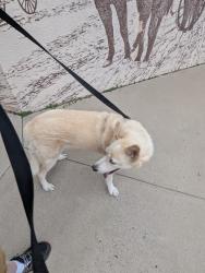 Reunited Female Dog last seen Taylor Ranch and Montano, Albuquerque, NM 87120