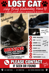 Lost Male Cat last seen ITASKA & MORGANFORD, St. Louis, MO 63116