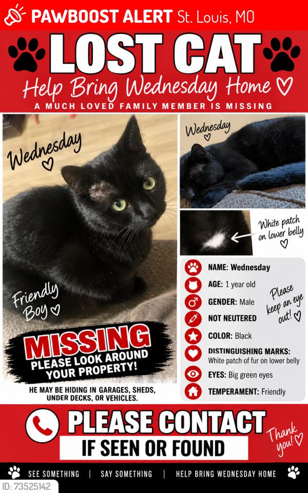 Lost Male Cat last seen ITASKA & MORGANFORD, St. Louis, MO 63116
