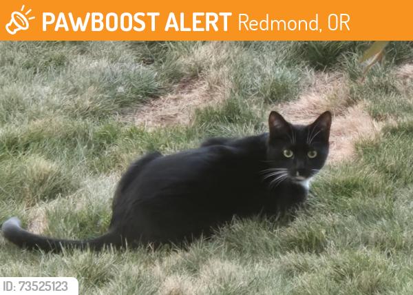 Found/Stray Unknown Cat last seen Near NE 6th Street, Redmond, OR 97756