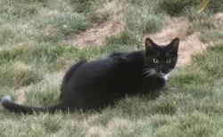 Found/Stray Unknown Cat last seen Near NE 6th Street, Redmond, OR 97756