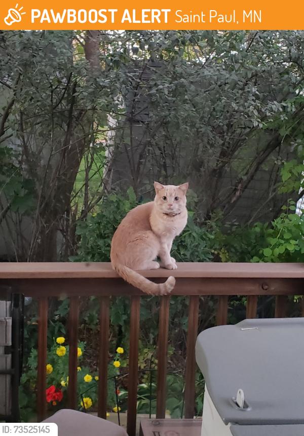 Found/Stray Unknown Cat last seen Rolling Hills Mobile Home Community, Saint Paul, MN 55119
