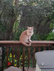 Found/Stray Unknown Cat last seen Rolling Hills Mobile Home Community, Saint Paul, MN 55119