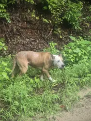 Lost Male Dog last seen Rich mountain rd walhalla sc, Oconee County, SC 29691