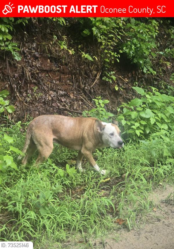Lost Male Dog last seen Rich mountain rd walhalla sc, Oconee County, SC 29691