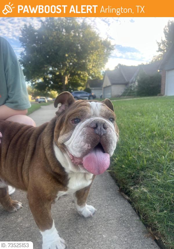 Found/Stray Male Dog last seen Quick trip, Arlington, TX 76016