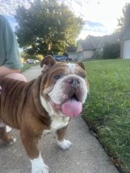 Found/Stray Male Dog last seen Quick trip, Arlington, TX 76016