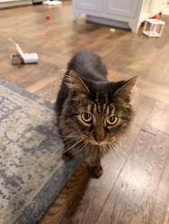 Reunited Female Cat last seen Melrose Pl & Broadway St, Birmingham, AL 35209